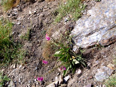 Digitalis purpurea subsp. Purpurea var. nevadensis habit, Sierra Nevada, Spain photo