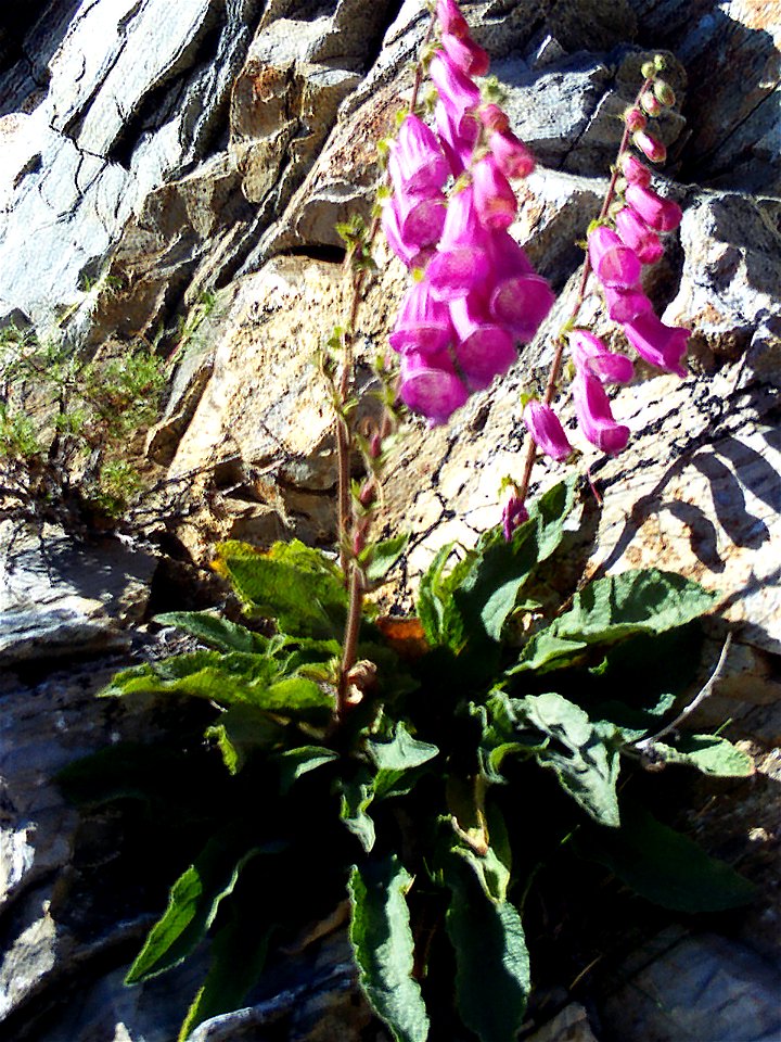 Digitalis_purpurea_subsp_purpurea_var_nevadensis in Sierra Nevada, Spain