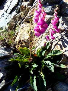 Digitalis_purpurea_subsp_purpurea_var_nevadensis in Sierra Nevada, Spain photo