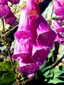 Digitalis_purpurea_subsp_purpurea_var_nevadensis Flowers Close up, Sierra Nevada, Spain photo