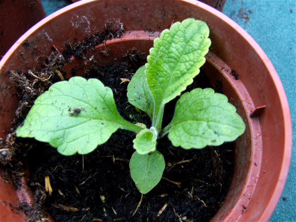 Digitalis Purpurea young plant