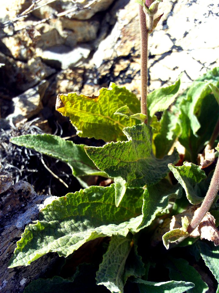 Digitalis_purpurea_subsp_purpurea_var_nevadensis Stem and leaves, Sierra Nevada, Spain