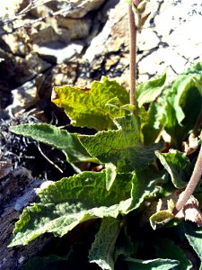Digitalis_purpurea_subsp_purpurea_var_nevadensis Stem and leaves, Sierra Nevada, Spain