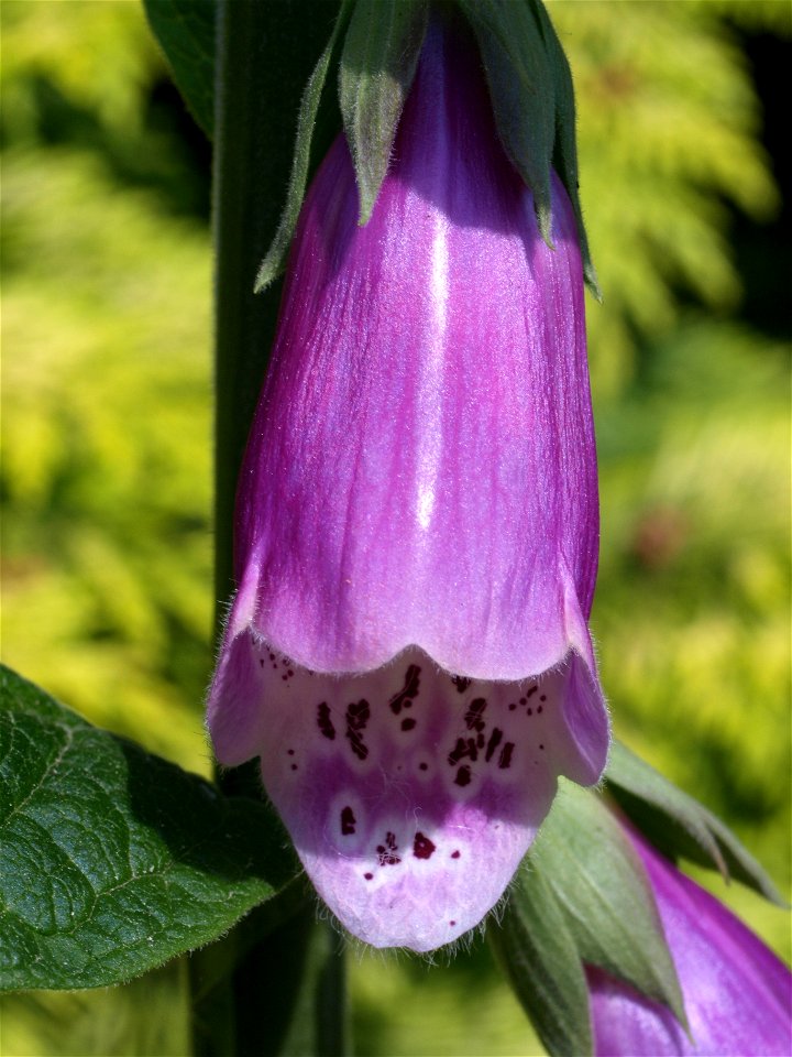 Flower of the Purple Foxglove (Digitalis purpurea).