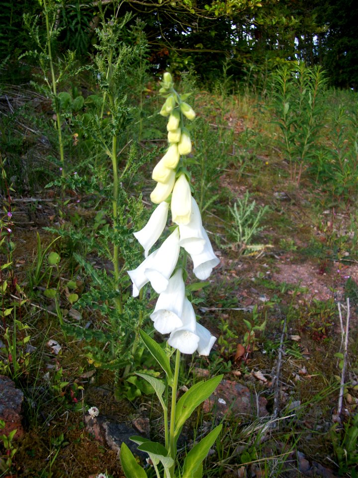 Digitalis purpurea, white variant