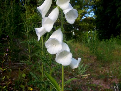 Digitalis purpurea, white variant photo