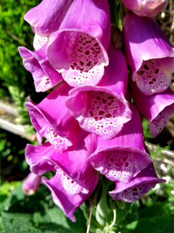 Digitalis Purpurea photo