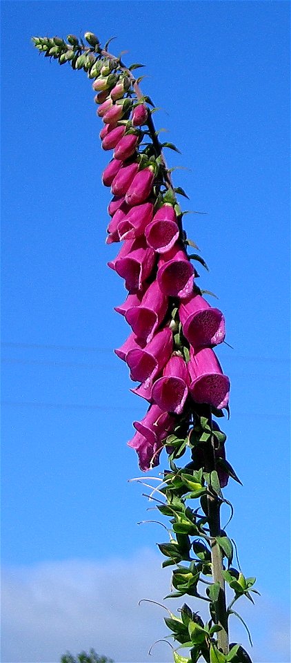 Foxglove, July, for GoldHeart