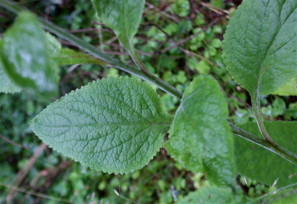 Purple Foxglove,leaf, Digitalis purpurea, Poland, Gać (gmina Główczyce) near forest road, Słowiński Park Narodowy.