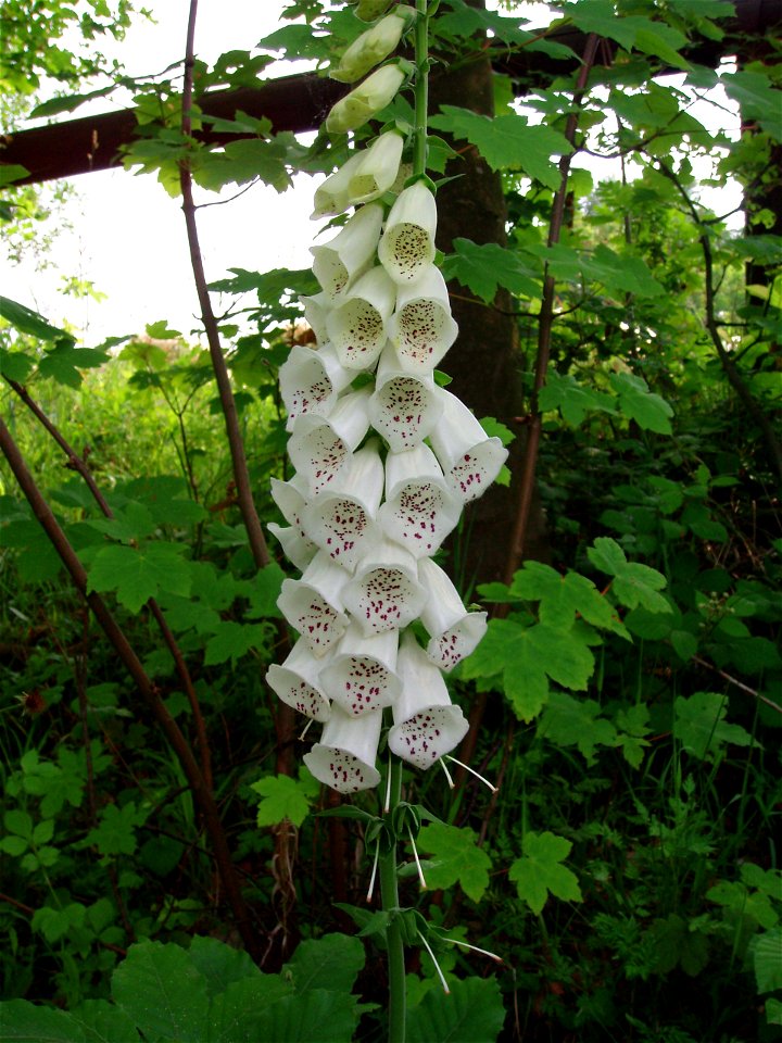 Digitalis purpurea