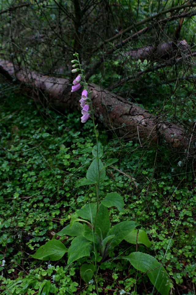 Purple Foxglove, Digitalis purpurea, Poland, Gać (gmina Główczyce) near forest road to Zarnowska village, Słowiński Park Narodowy.