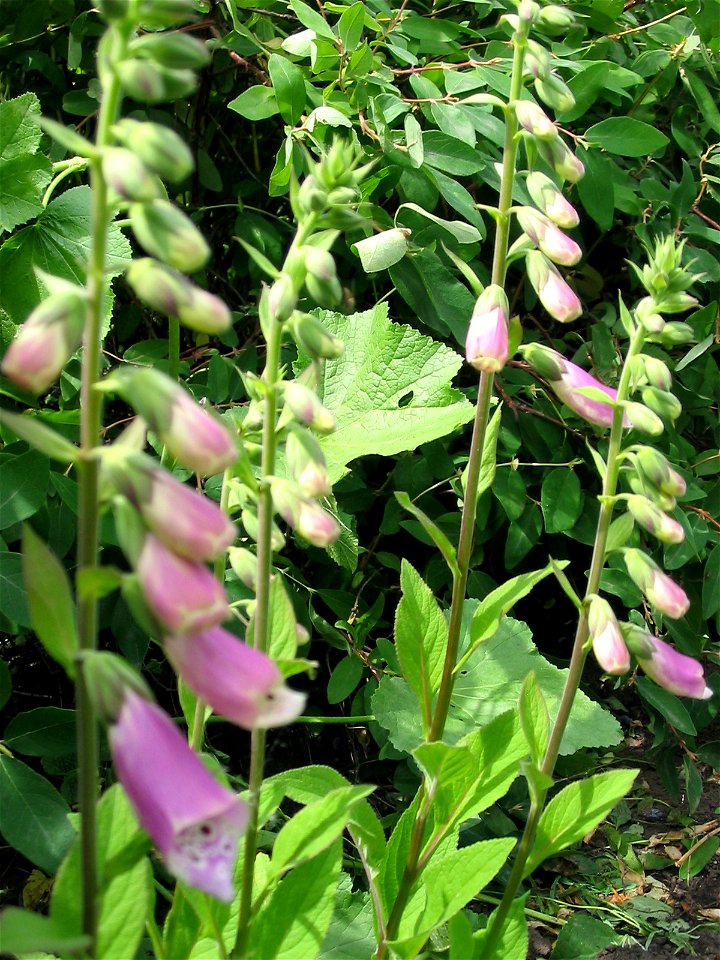 Flowers in Talitsa (Altai kray)
