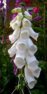 White foxglove (Digitalis purpurea alba)