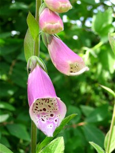 Flowers in Talitsa (Altai kray)
