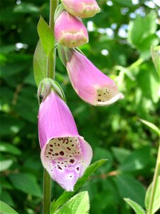 Flowers in Talitsa (Altai kray) photo