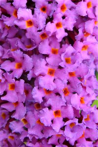 Photo of the flowers of Buddleja davidii 'Border Beauty', taken by the author at his home in Portchester, UK, 5 July 2012.
Category: Horticulture