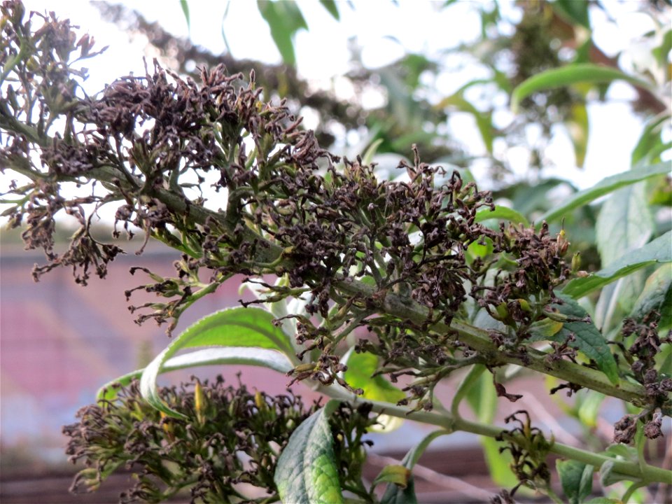Schmetterlingsflieder (Buddleja davidii) in Hockenheim