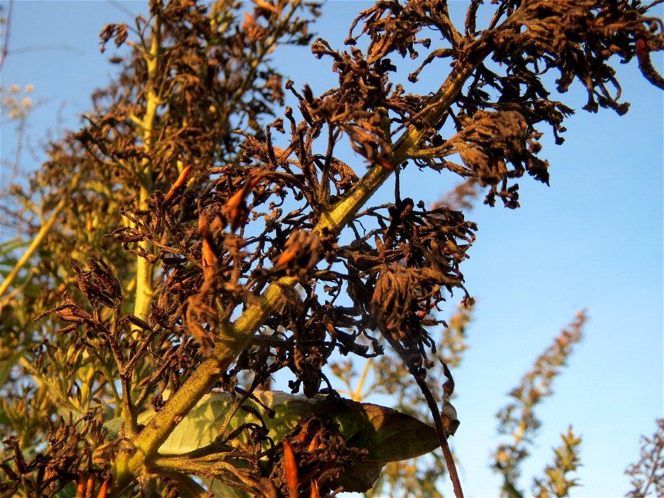Schmetterlingsflieder (Buddleja davidii) in Hockenheim