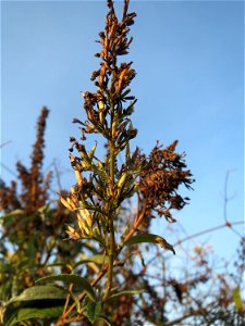 Schmetterlingsflieder (Buddleja davidii) in Hockenheim