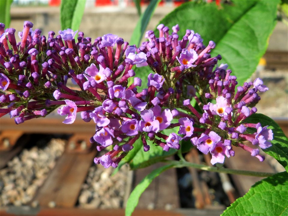 Schmetterlingsflieder (Buddleja davidii) im Mannheimer Hauptbahnhof - typischer Neophyt an Bahnanlagen