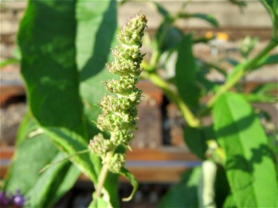 Schmetterlingsflieder (Buddleja davidii) im Mannheimer Hauptbahnhof - typischer Neophyt an Bahnanlagen
