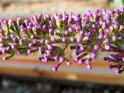 Schmetterlingsflieder (Buddleja davidii) im Mannheimer Hauptbahnhof - typischer Neophyt an Bahnanlagen