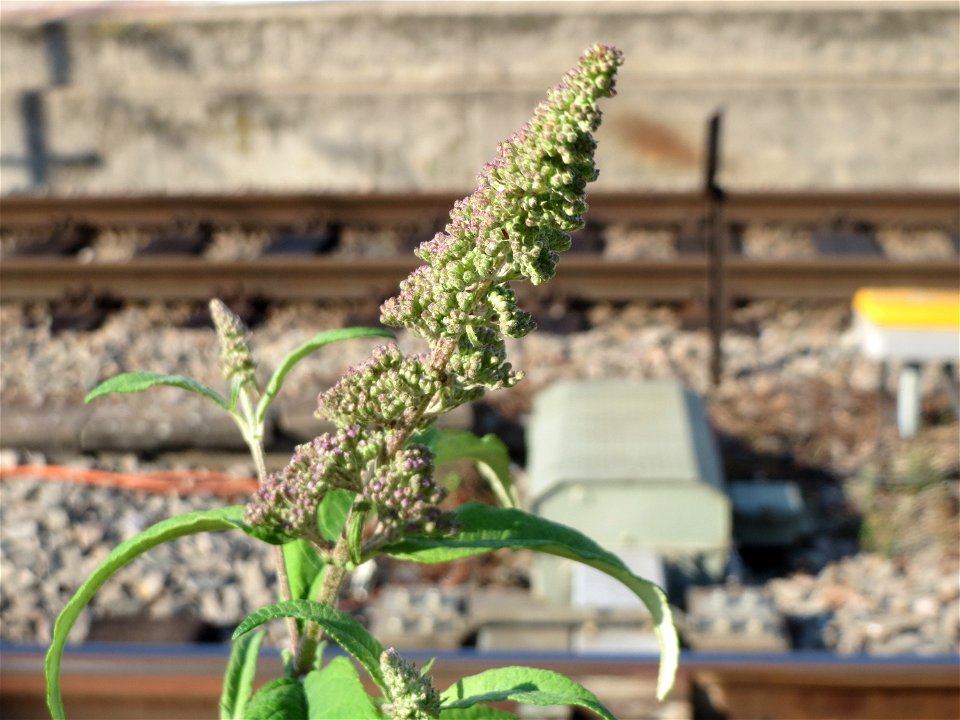 Schmetterlingsflieder (Buddleja davidii) im Mannheimer Hauptbahnhof - typischer Neophyt an Bahnanlagen