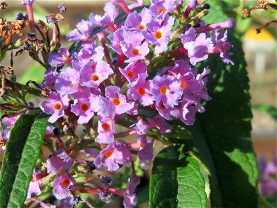 Schmetterlingsflieder (Buddleja davidii) im Mannheimer Hauptbahnhof - typischer Neophyt an Bahnanlagen