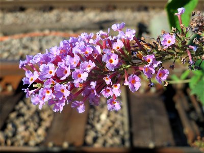 Schmetterlingsflieder (Buddleja davidii) im Mannheimer Hauptbahnhof - typischer Neophyt an Bahnanlagen