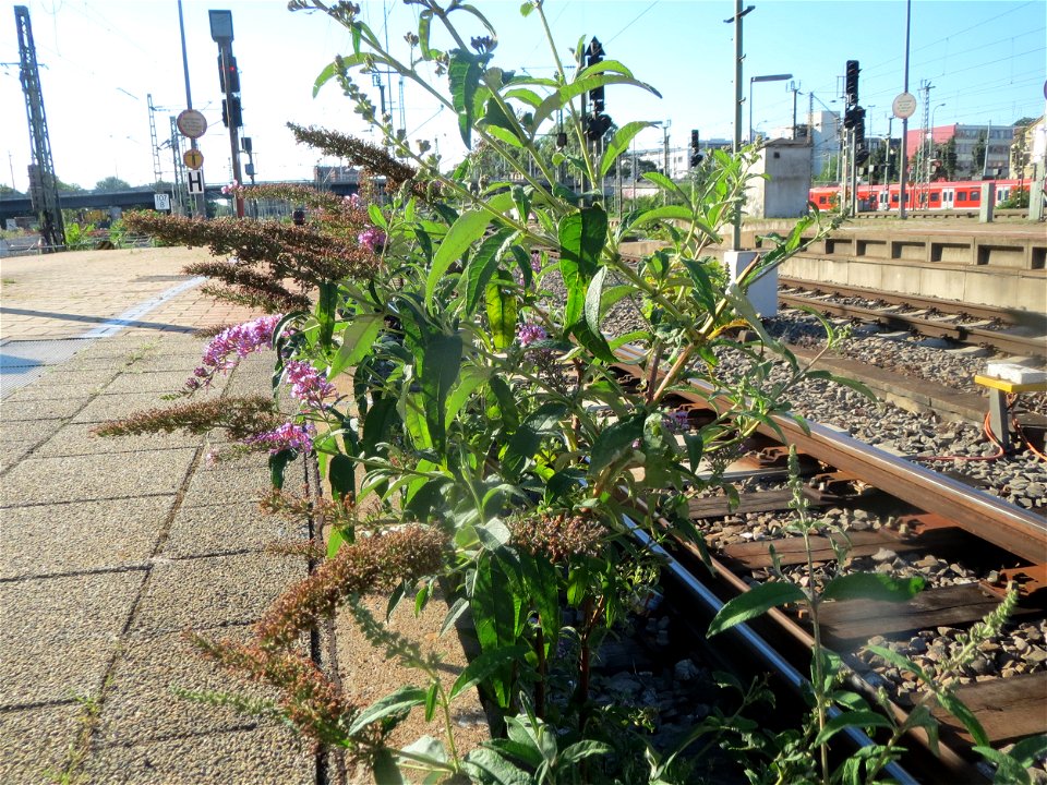 Schmetterlingsflieder (Buddleja davidii) im Mannheimer Hauptbahnhof - typischer Neophyt an Bahnanlagen