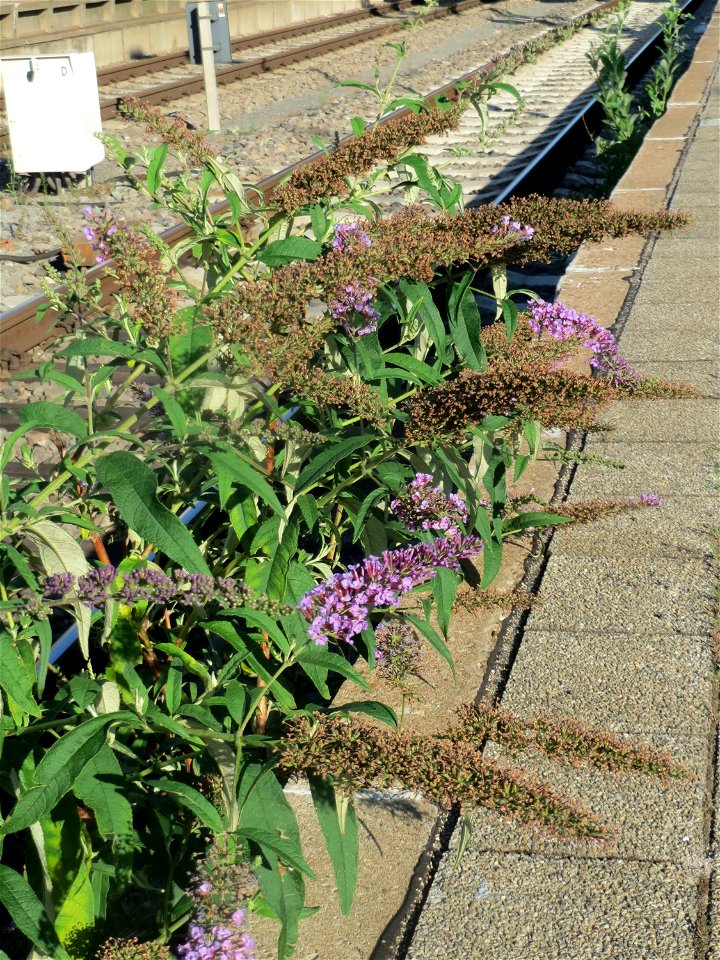 Schmetterlingsflieder (Buddleja davidii) im Mannheimer Hauptbahnhof - typischer Neophyt an Bahnanlagen