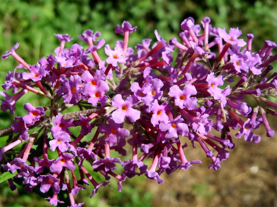 Schmetterlingsflieder (Buddleja davidii) am Osthafen Saarbrücken