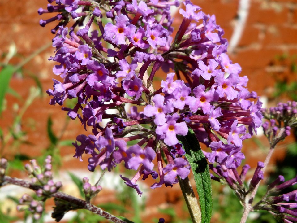 Schmetterlingsflieder (Buddleja davidii) am Osthafen Saarbrücken