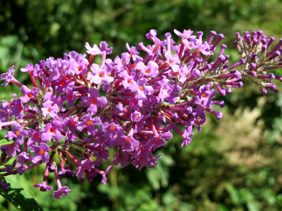 Schmetterlingsflieder (Buddleja davidii) am Osthafen Saarbrücken