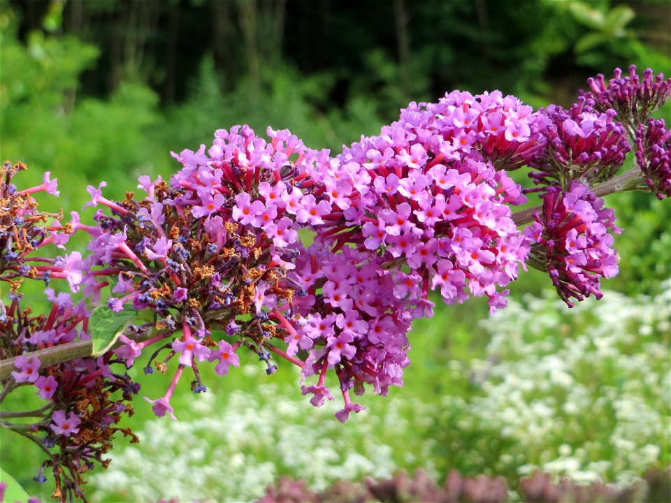 Schmetterlingsflieder (Buddleja davidii) im Naturschutzgebiet „Steinbachtal / Netzbachtal“