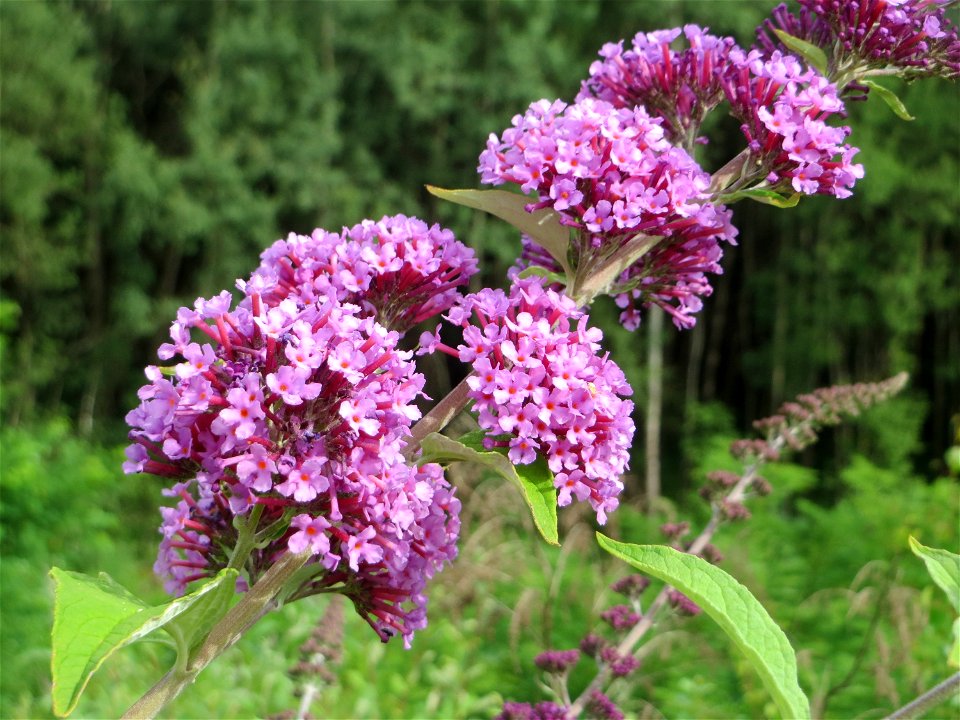 Schmetterlingsflieder (Buddleja davidii) im Naturschutzgebiet „Steinbachtal / Netzbachtal“