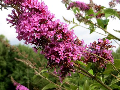 Schmetterlingsflieder (Buddleja davidii) im Naturschutzgebiet „Steinbachtal / Netzbachtal“