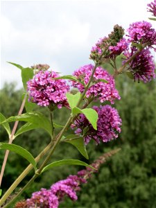Schmetterlingsflieder (Buddleja davidii) im Naturschutzgebiet „Steinbachtal / Netzbachtal“