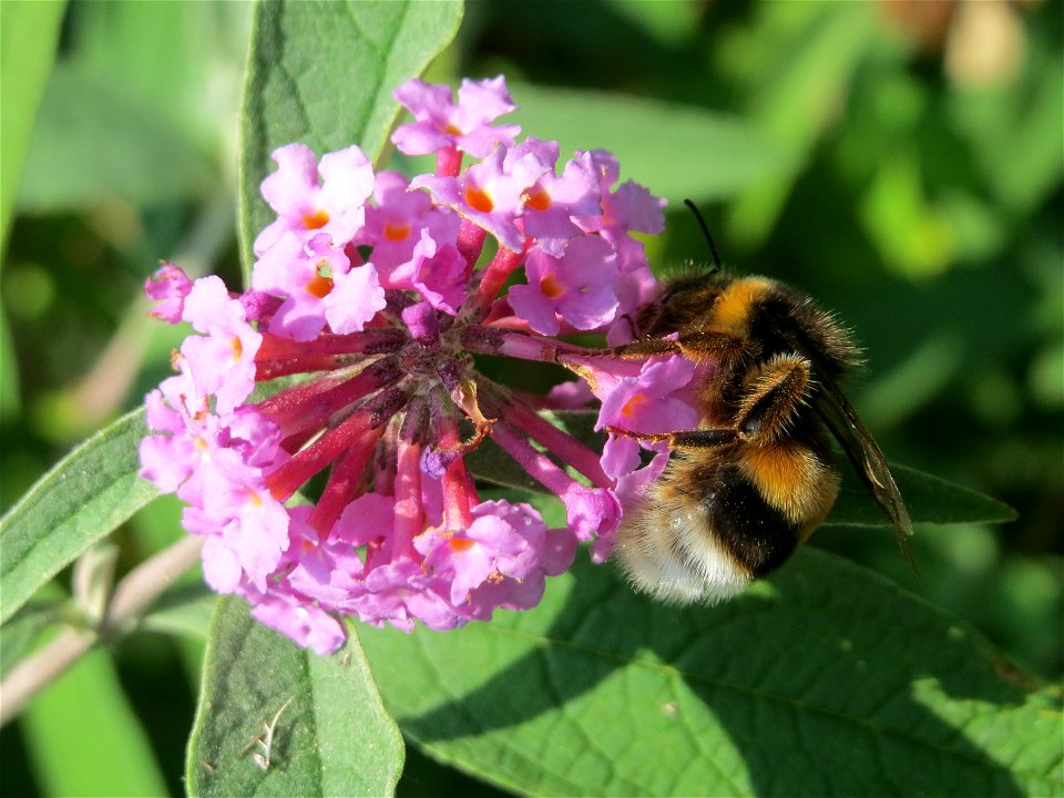 Hummel an einem Schmetterlingsflieder (Buddleja davidii) - invasiv am Rand der Schwetzinger Hardt - eingeschleppt aus China und Tibet