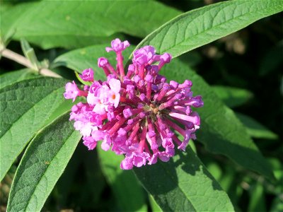 Schmetterlingsflieder (Buddleja davidii) - invasiv am Rand der Schwetzinger Hardt - eingeschleppt aus China und Tibet