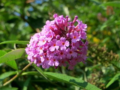 Schmetterlingsflieder (Buddleja davidii) - invasiv am Rand der Schwetzinger Hardt - eingeschleppt aus China und Tibet