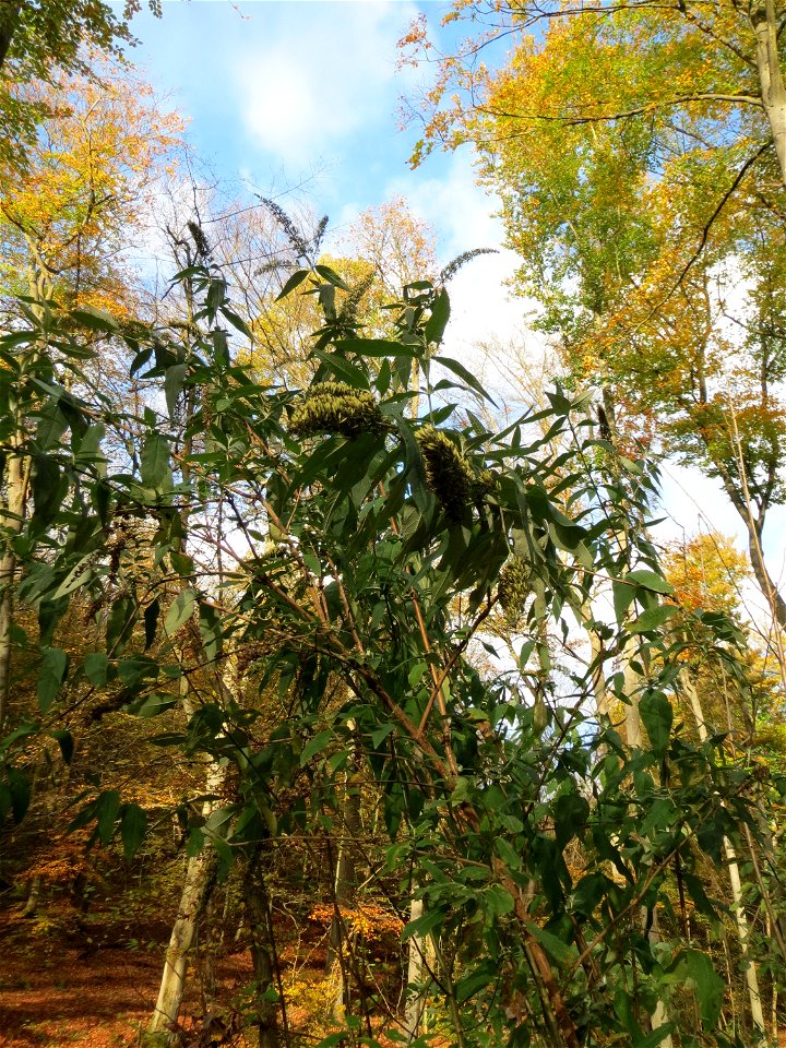 Schmetterlingsflieder (Buddleja davidii) im Dianenhain in Saarbrücken - eingeschleppt aus Asien