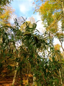 Schmetterlingsflieder (Buddleja davidii) im Dianenhain in Saarbrücken - eingeschleppt aus Asien