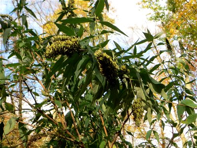 Schmetterlingsflieder (Buddleja davidii) im Dianenhain in Saarbrücken - eingeschleppt aus Asien