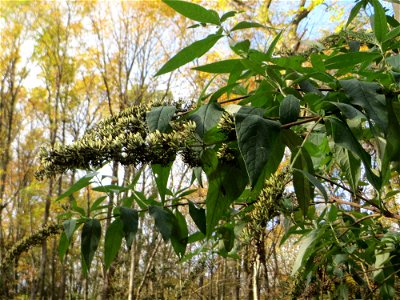 Schmetterlingsflieder (Buddleja davidii) im Dianenhain in Saarbrücken - eingeschleppt aus Asien