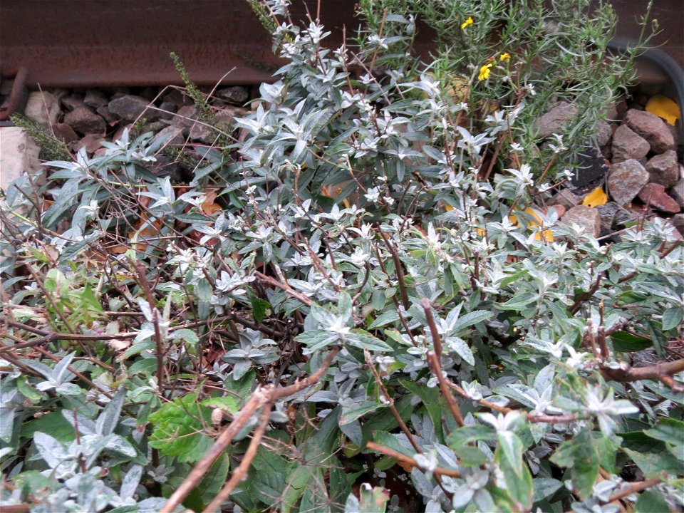 Schmetterlingsflieder (Buddleja davidii) im Gleisbett vom Bahnhof Saarbrücken-Ost - eingeschleppt aus Asien und typische Bahn-Vegetation