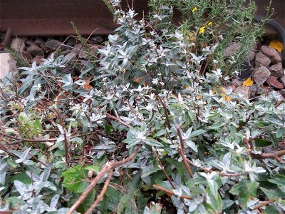 Schmetterlingsflieder (Buddleja davidii) im Gleisbett vom Bahnhof Saarbrücken-Ost - eingeschleppt aus Asien und typische Bahn-Vegetation