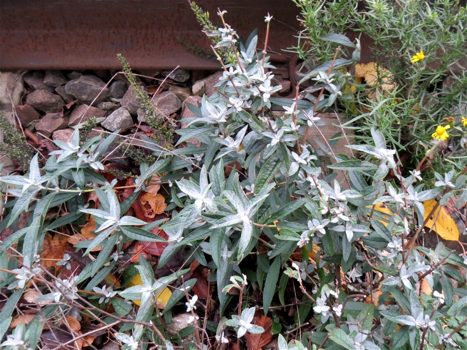 Schmetterlingsflieder (Buddleja davidii) im Gleisbett vom Bahnhof Saarbrücken-Ost - eingeschleppt aus Asien und typische Bahn-Vegetation