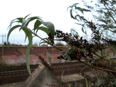 Schmetterlingsflieder (Buddleja davidii) am Rand vom Gartenschaupark in Hockenheim nahe der Rheinbahn - eingeschleppt aus Asien und typische Bahn-Vegetation