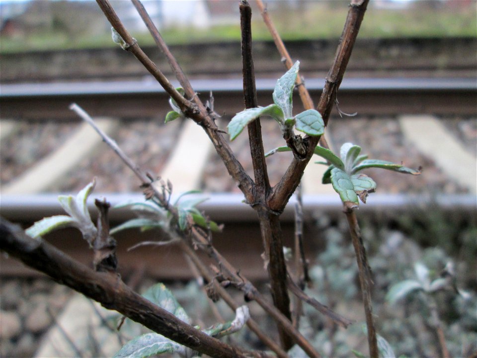 Schmetterlingsflieder (Buddleja davidii) im Gleisbett vom Bahnhof Saarbrücken-Ost - eingeschleppt aus Asien und typische Bahn-Vegetation